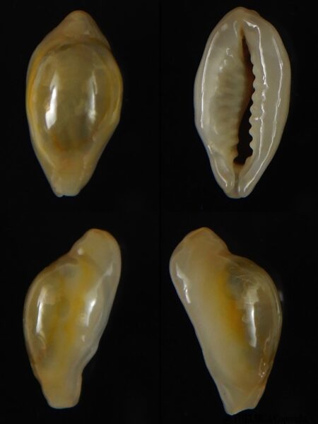 Monetaria annulus annulus " Rostrate" 16,4 mm Gem -0