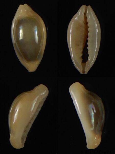 Monetaria annulus annulus " Rostrate" 17,70 mm Gem-0