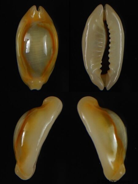 Monetaria annulus annulus " Rostrate" 18,60 mm Gem-0
