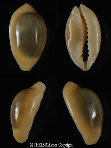 Monetaria annulus annulus " Rostrate" 19,10 mm Gem-0