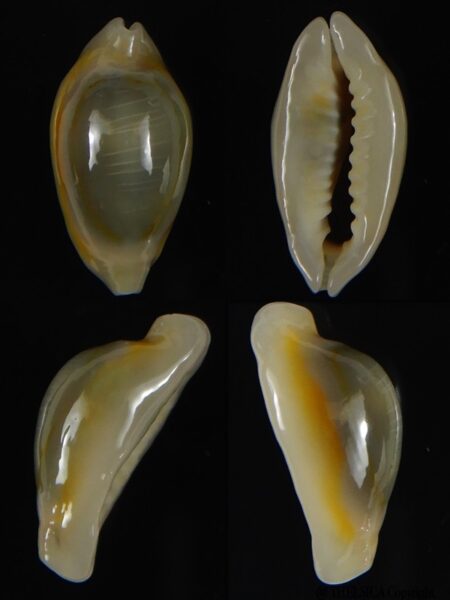 Monetaria annulus annulus " Rostrate" 19 mm Gem-0