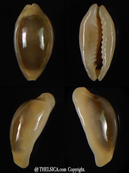 Monetaria annulus annulus " Rostrate" 20,32 mm Gem-0