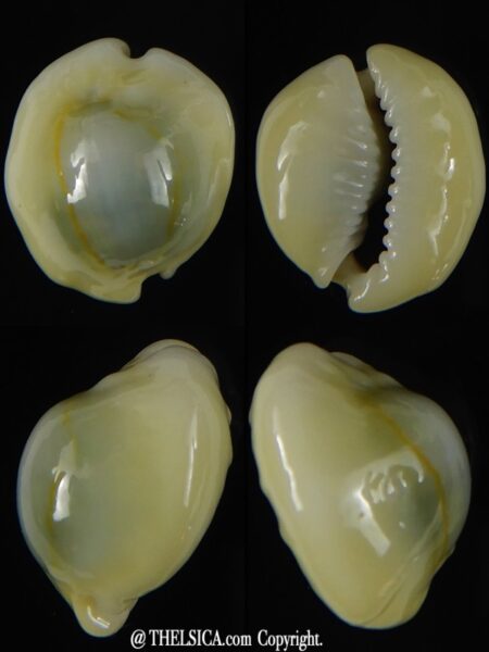 Monetaria annulus annulus "Freack" 19,72 mm Gem-0
