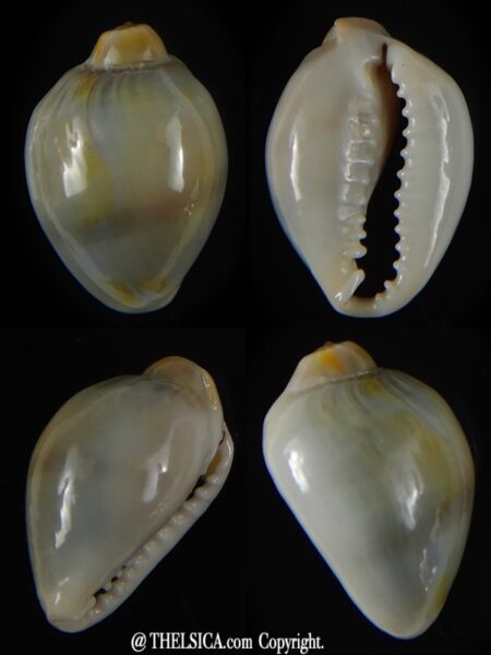 Monetaria annulus annulus "Freack" 19,75 mm Gem-0