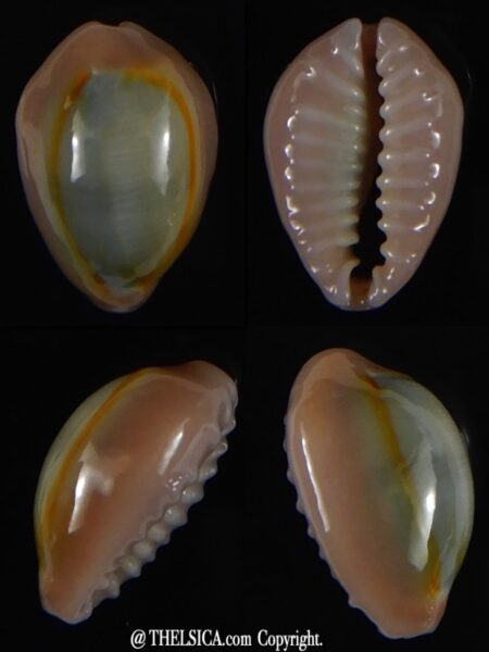 Monetaria annulus circumpicta 16,47 mm Gem-0