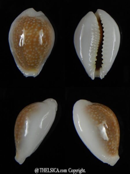 Naria miliaris " DWARF" 25,43 mm Gem-0