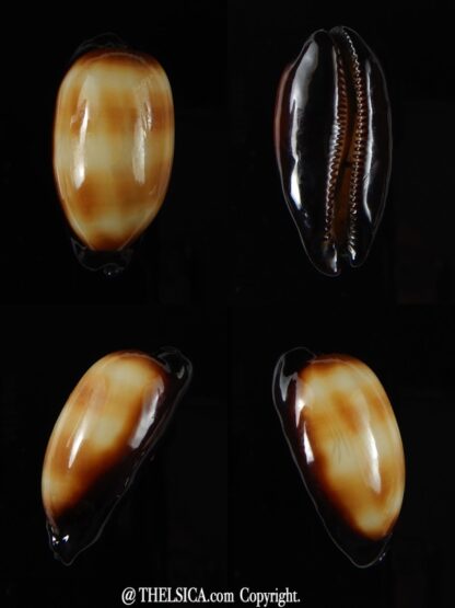 Talparia talpa talpa lewallorum 39,56 mm Gem-0