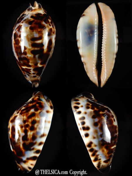 Zoila jeaniana thalamega "white base" 78.01 mm Gem-0