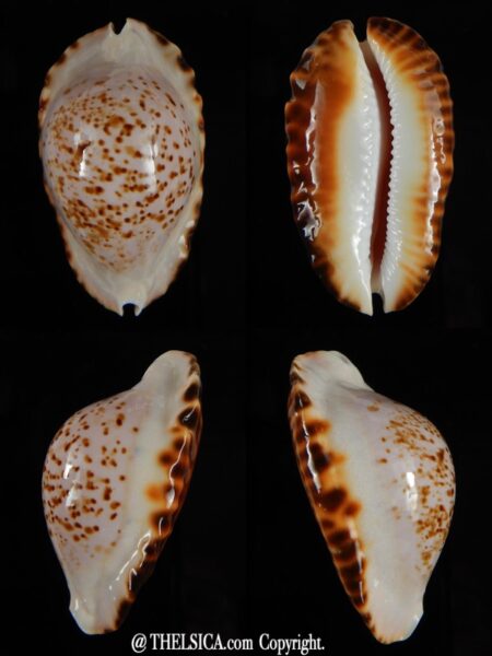 Zoila ketyana bataviensis 49,7 mm Gem-0
