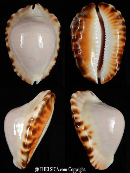 Zoila marginata ketyana 47,40 mm Gem-0