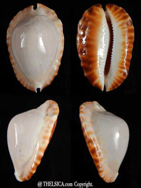 Zoila marginata ketyana 49,75 mm Gem-0