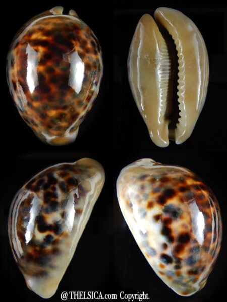 Cypraea tigris " rostrate" 79,32 mm Gem-0
