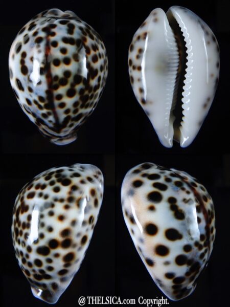 Cypraea tigris tigris 62,31 mm Gem-0