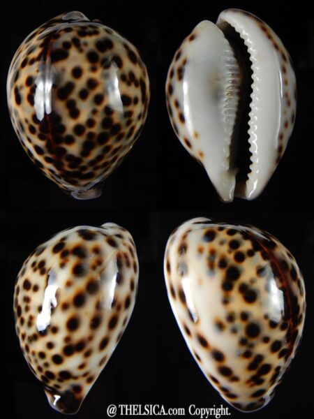 Cypraea tigris tigris 62,66 mm Gem-0