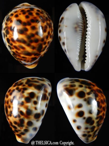 Cypraea tigris tigris... RED .... 73,16 mm Gem-0