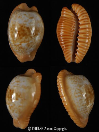 Cypraeovula fuscodentata sphaerica 30,83 mm Gem-0