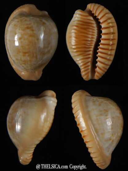 Cypraeovula fuscodentata sphaerica 34,69 mm Gem-0