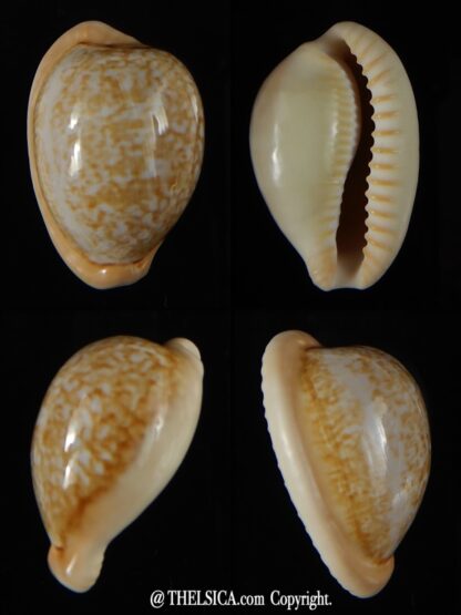 Cypraea fuscorubra 32,5 mm Gem-0