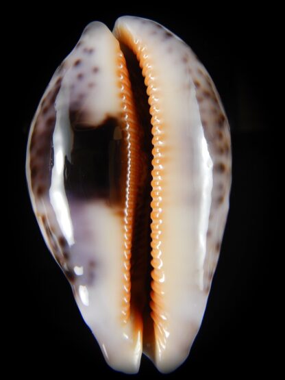 Leporicypraea mappa curvati.. Marquesas form..70,20 mm Gem -57087