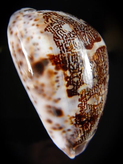 Leporicypraea mappa curvati.. Marquesas form..70,20 mm Gem -57086