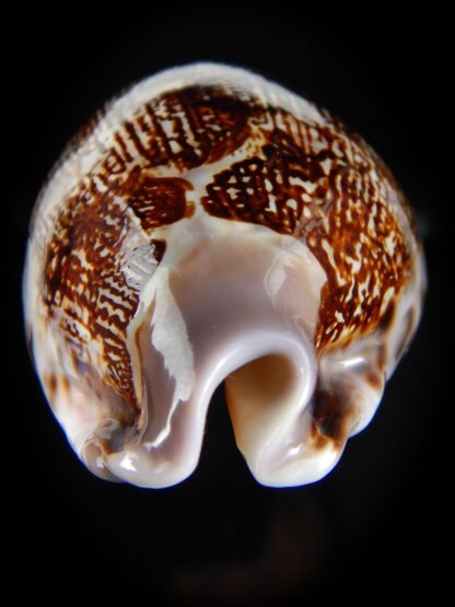 Leporicypraea mappa curvati.. Marquesas form..70,20 mm Gem -57089