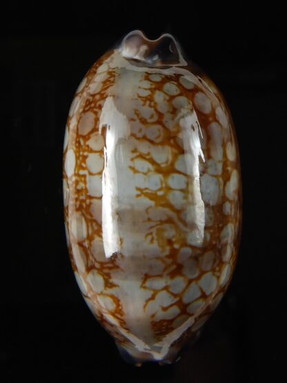 Mauritia scurra hivaensis.. BIG SIZE ... 47,96 mm Gem-57160