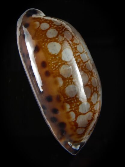 Mauritia scurra hivaensis.. BIG SIZE ... 47,96 mm Gem-57165