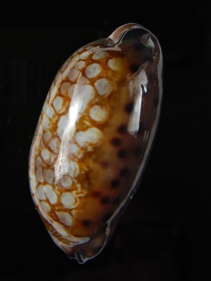 Mauritia scurra hivaensis.. BIG SIZE ... 47,96 mm Gem-57163