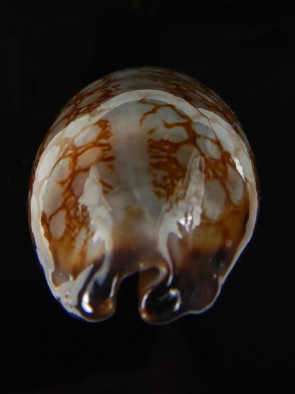 Mauritia scurra hivaensis.. BIG SIZE ... 47,96 mm Gem-57166