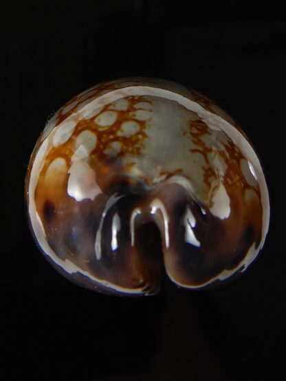 Mauritia scurra hivaensis.. BIG SIZE ... 47,96 mm Gem-57164