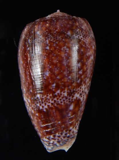 Textilia adamsonii 44,24 mm Gem-57045