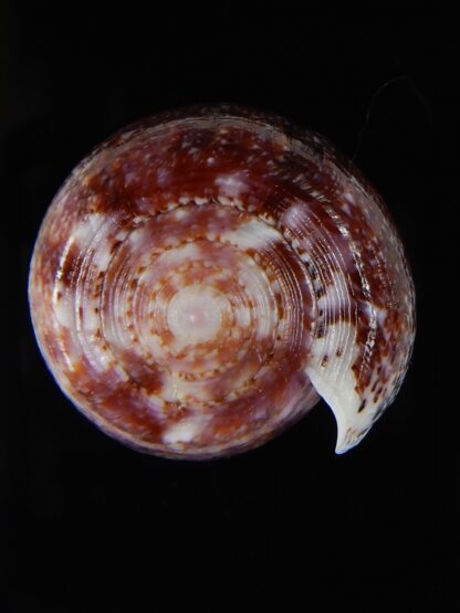 Textilia adamsonii 44,24 mm Gem-57047