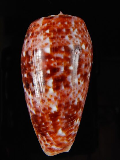 Textilia bullatus .. Fantastic colour 56,67 mm Gem-57059