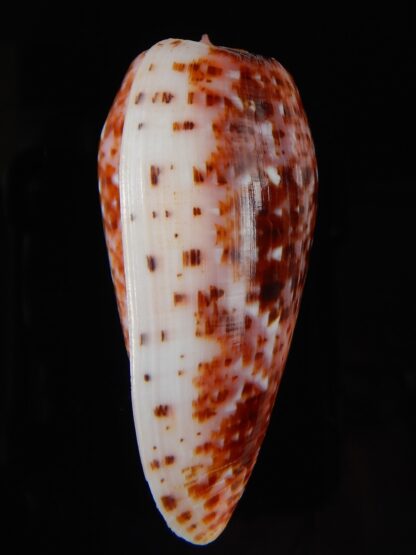 Textilia bullatus .. Fantastic colour 56,67 mm Gem-57056