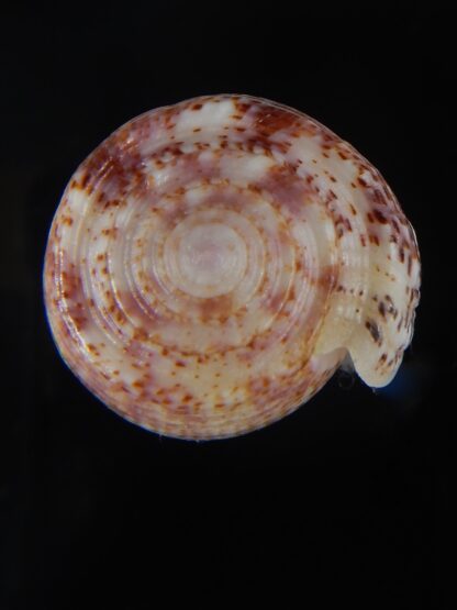 Textilia adamsonii 45,38 mm Gem-57243