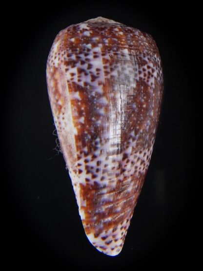 Textilia adamsonii 38.14 mm Gem-57223