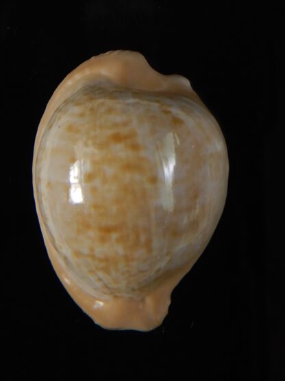 Cypraeovula fuscodentata sphaerica 34,69 mm Gem-57330