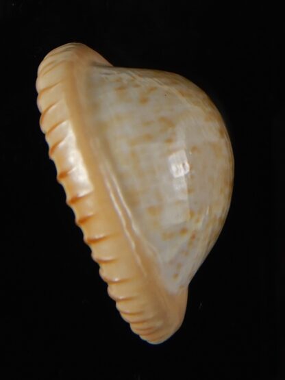 Cypraeovula fuscodentata sphaerica 34,69 mm Gem-57331