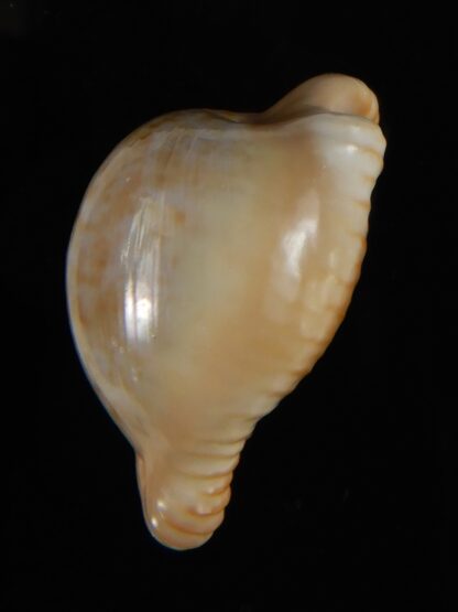 Cypraeovula fuscodentata sphaerica 34,69 mm Gem-57327