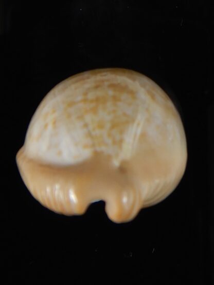 Cypraeovula fuscodentata sphaerica 34,69 mm Gem-57329