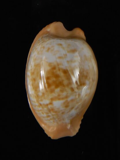 Cypraeovula fuscodentata sphaerica 30,83 mm Gem-57315