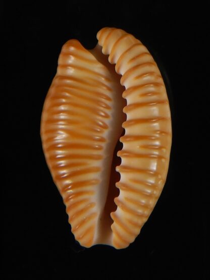 Cypraeovula fuscodentata sphaerica 30,83 mm Gem-57314