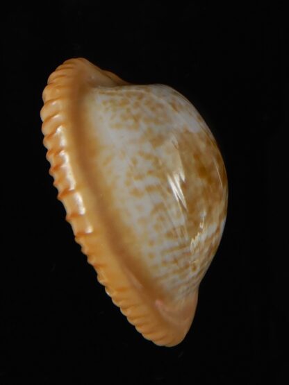 Cypraeovula fuscodentata sphaerica 30,83 mm Gem-57313