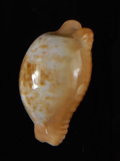 Cypraeovula fuscodentata sphaerica 30,83 mm Gem-57317