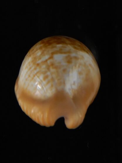 Cypraeovula fuscodentata sphaerica 30,83 mm Gem-57316