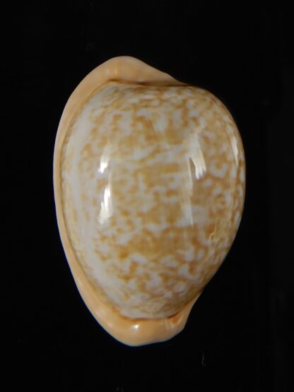 Cypraea fuscorubra 32,5 mm Gem-57339