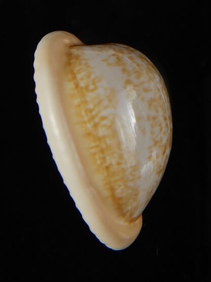 Cypraea fuscorubra 32,5 mm Gem-57341