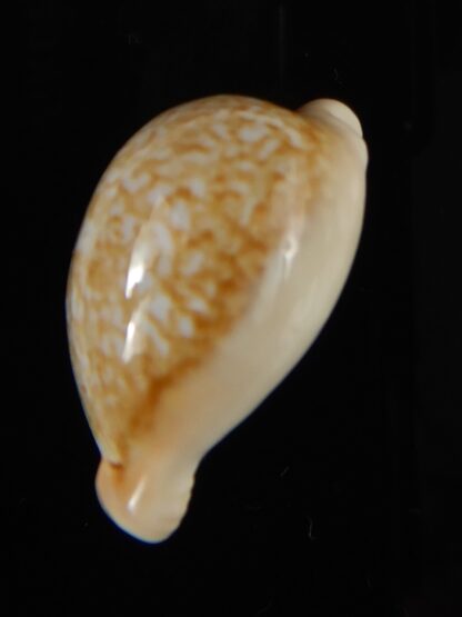 Cypraea fuscorubra 32,5 mm Gem-57338