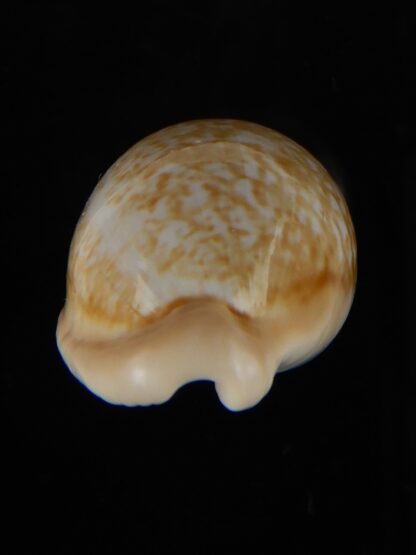 Cypraea fuscorubra 32,5 mm Gem-57340