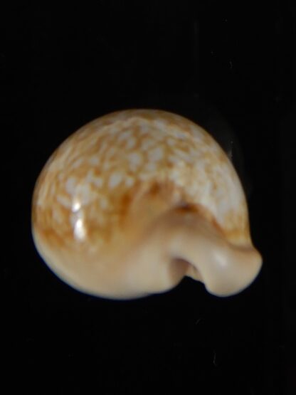 Cypraea fuscorubra 32,5 mm Gem-57337